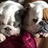 Lisa Crawshaw - @lisa.crawshaw2 - TikTok
