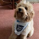 Lisa Cribb - @lisacribb66 - Instagram