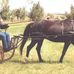 Lisa Cribbs - Facebook