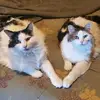 Lisa Crimm - @lisa.crimm - TikTok