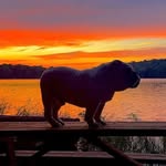 Lisa Crompton - @bulldogsrthebest82 - Instagram