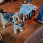 Lisa Crompton - @crompton8152 - Instagram