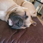 Lisa Crownover Whatley - @crazydoggolady69 - Instagram