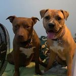Lisa Cull-Melanson - @lisamel3310 - Instagram