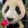 Lisa309.dann - @lisa309.dann - TikTok