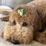 Lisa Dashiell - @dashiell160 - Instagram