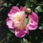 Lisa Dearing - @flowerphoto78 - Instagram
