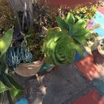 Lisa Sessums Deering - @lisasessumsdeering - Instagram