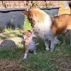 Lisanne Derks - @lisanne.derks3 - TikTok