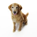 Lisa DeVinney - @dogdroolphotography - Instagram