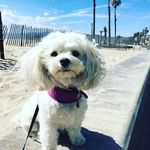Lisa DeVries - @ladevries - Instagram