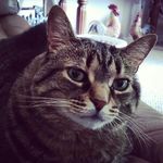Lisa Dishman - @lisadishman7 - Instagram