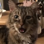 Lisa DiStefano Wiggers - @ldwiggs - Instagram