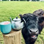 Lisa Donlon - @lisa_don_okeeffe - Instagram
