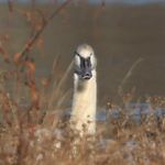 Lisa Drouin - @natureloveswildlifephotography - Instagram