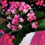 Lisa Frank Durrett Norvell - @lisa.readsalot - Instagram