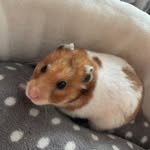 Lisa Elder - @caramelstripes - Instagram