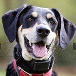 Lisa Eley - @princethehound - Instagram
