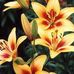 Lisa Enfinger - Facebook