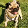 LisaMarieandEnochmyPug - @lisamariemunoz84 - TikTok