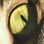 lisa _escobar - @lisacat342 - Instagram