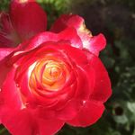 Lisa Ewert - @ewert.lisa - Instagram