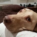 Lisa Ewert Poyer - @browndogx3 - Instagram