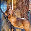 Lisa Welch Exline - @lisawelchexline - TikTok