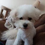 Lisa Hammond - @lisa.forte - Instagram