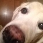 Lisa Fredette Michener - @fredettemichener - Instagram