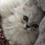 Lisa Gard - @lisakikiros - Instagram