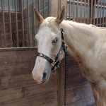 Lisa Gatlin - @animalvrg - Instagram