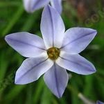 lisa gingerich - @starflowergiftshop - Instagram