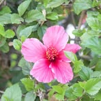 Lisa Godinez - Facebook