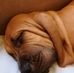 Lisa Caso - Facebook