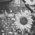 Lisa Haun Hackler - @lisa.hackler - Instagram