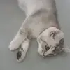 Lisa hafner - @lisahafner6 - TikTok