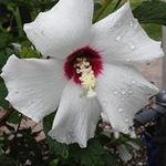 Lisa Hagerman - @hagerman_lisa - Instagram