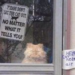 Lisa Hagerman - @iworkforanimals - Instagram
