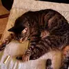 lisahagerman1 - @lisahagerman1 - TikTok