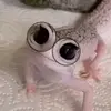 lisa haker grrl - @lisa.haker.grrl - TikTok