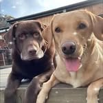 Lisa Handley - @lisahandley11 - Instagram