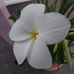 Lisa Harless - Facebook