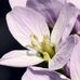 Lisa Harsch - Facebook