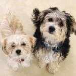Lisa Irons - @powerpooches - Instagram