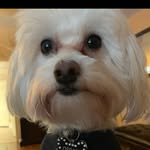 Princess88 - @lisadjarreau - Instagram
