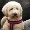 Lisa Keeling - @lisa.keeling0 - TikTok