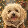 LisaLovesZuZu🐾 - @lisakeelingwrites - TikTok