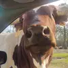 Lisa kell - @melissalisakell - TikTok