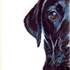 Lisa Kish - @capone_littledog - TikTok